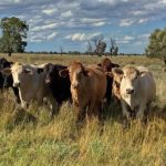 Top 25: No 6 – Stanbroke Feedlot