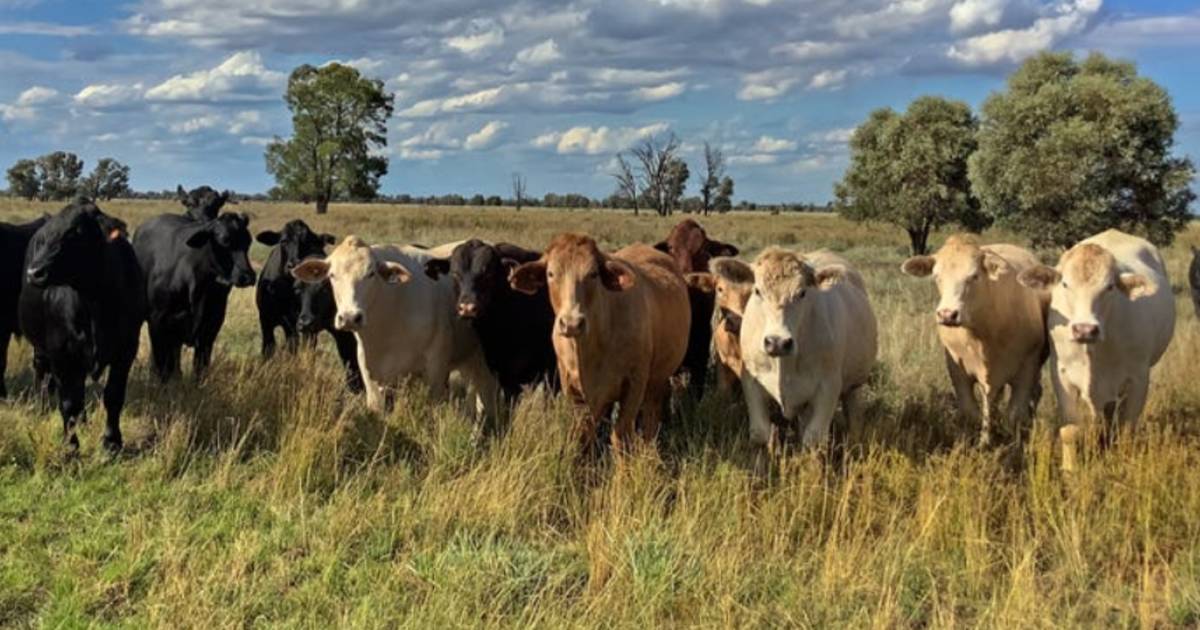 How $20 bought a 764 hectare cattle property