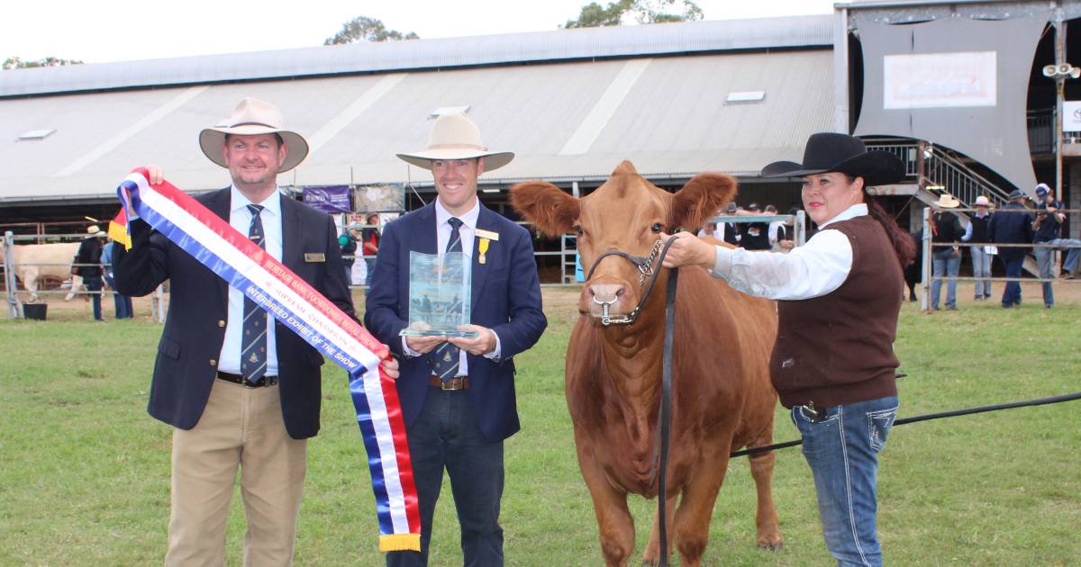 Solid red Simmental heifer takes supreme honours at Toowoomba Royal show | Queensland Country Life