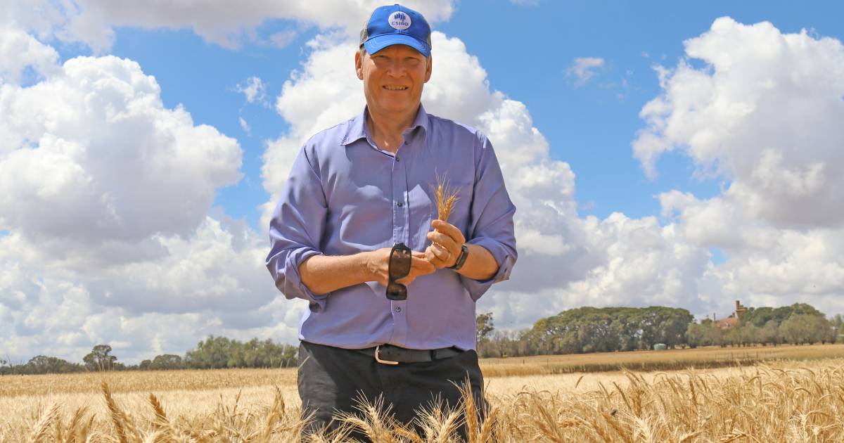 Soil organic matter the focus in new $3.5 million CSIRO-led project | Queensland Country Life