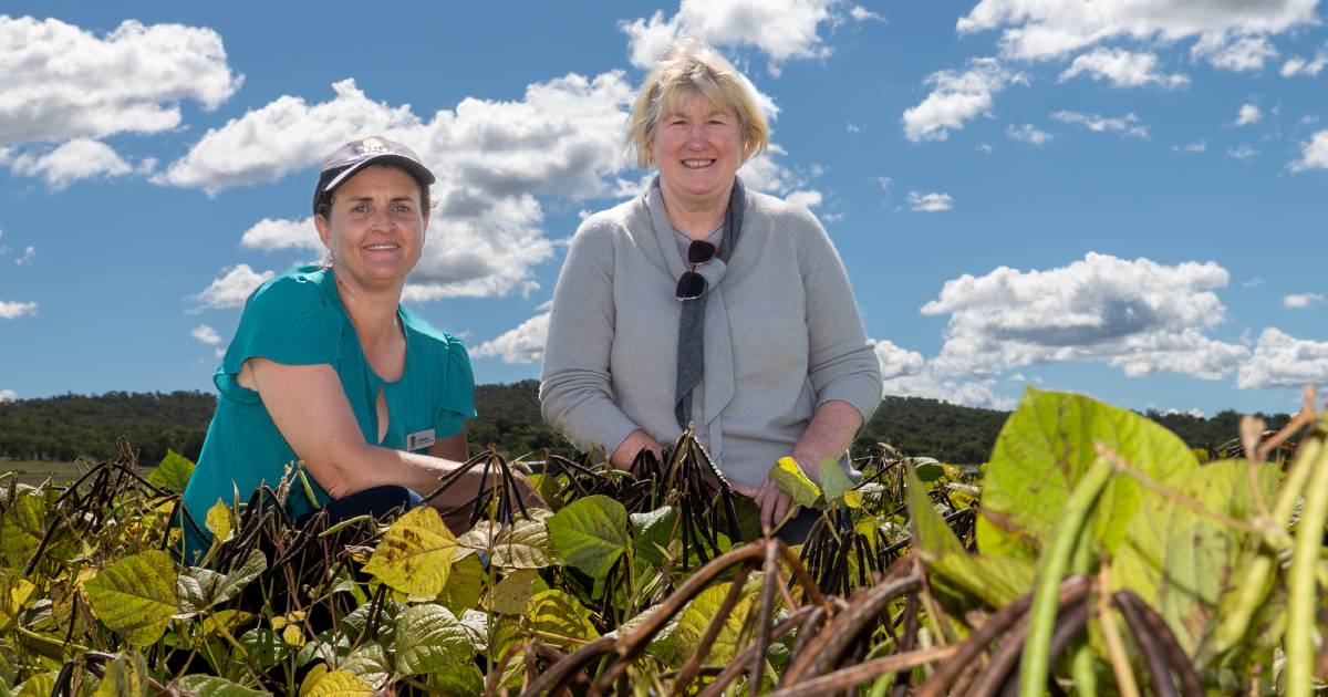 'King of mungbeans', Jade, bettered by new varieties