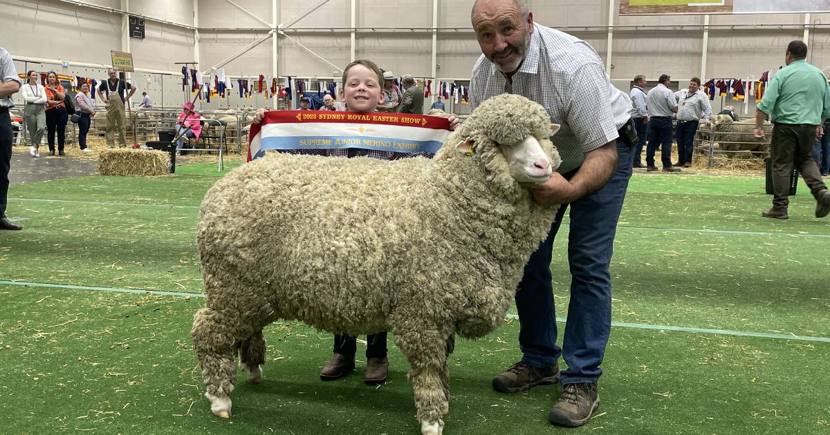 Tom Culley junior awarded to Conrayn ewe