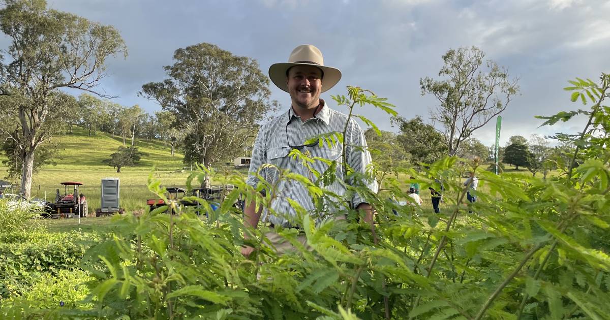 Swift spread of pasture die-back prompts pasture re-think | The Land