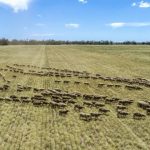 Simple test delivers cattle selection for nitrogen use efficiency