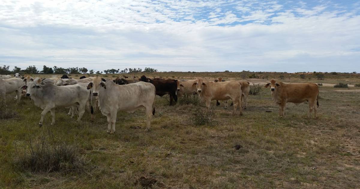 Gina Rinehart sells four Queensland, NT cattle stations | Queensland Country Life