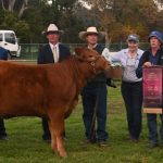 Charolais and Shorthorn bulls sold in Toodyay | Farm Weekly