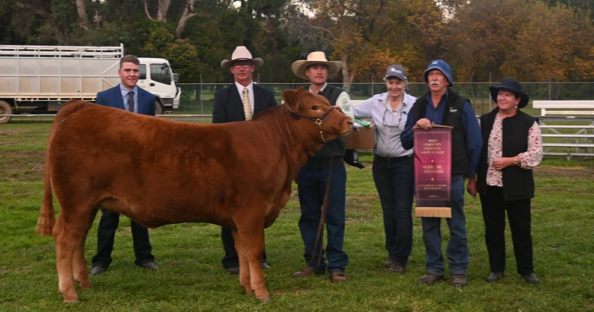 Mistletoe Sweet Cake claims top honours at Limousin National Show and Sale | The Land