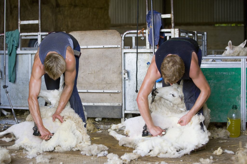 How science could transform shearing