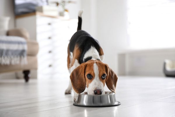 A training tip that could literally save your dog’s life: How to stop your dog from eating things