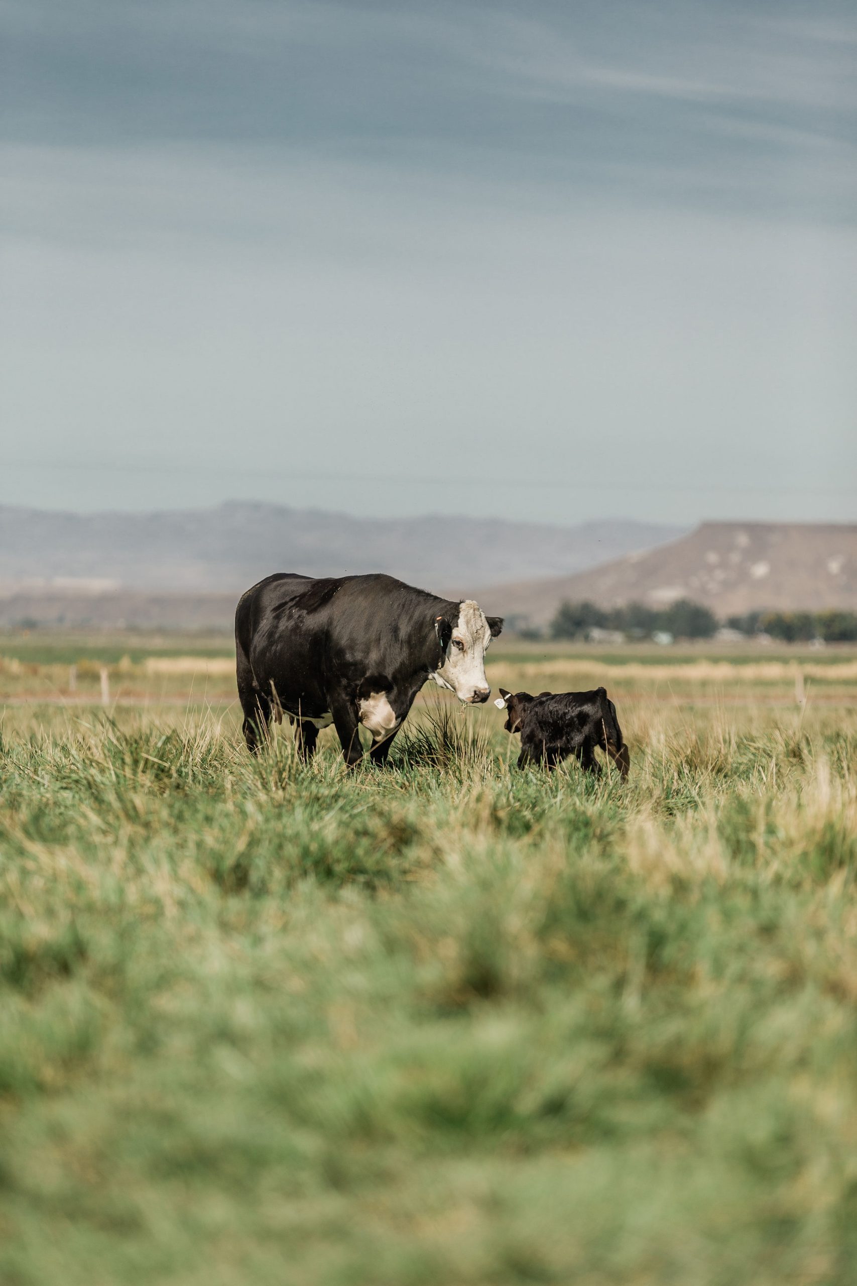 Vytelle closes $20M to accelerate genetic progress in cattle