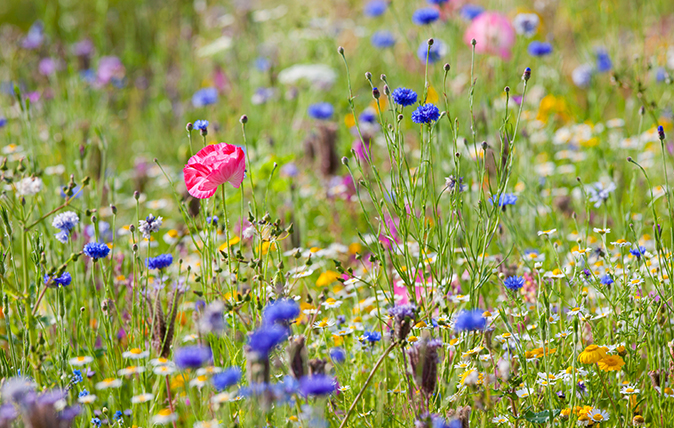 A simple guide to the wildflowers of Britain