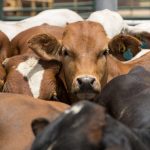 USDA, DHS cut ribbon on National Bio and Agro-Defense Facility