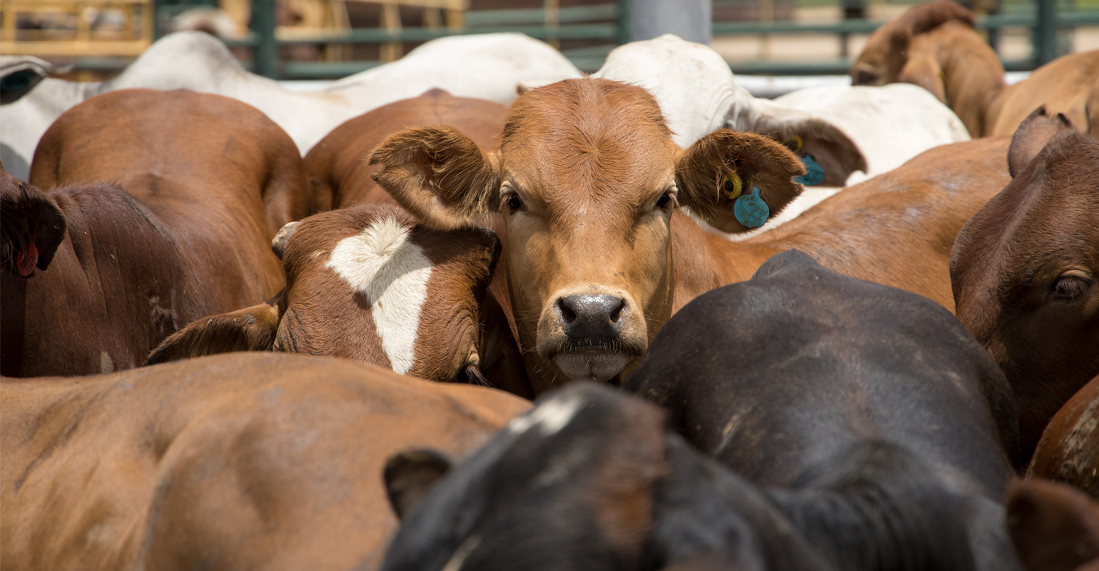 National Stockmanship and Stewardship events coming to Nebraska