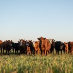 Iowa water quality project focusing on cattle, conservation expands