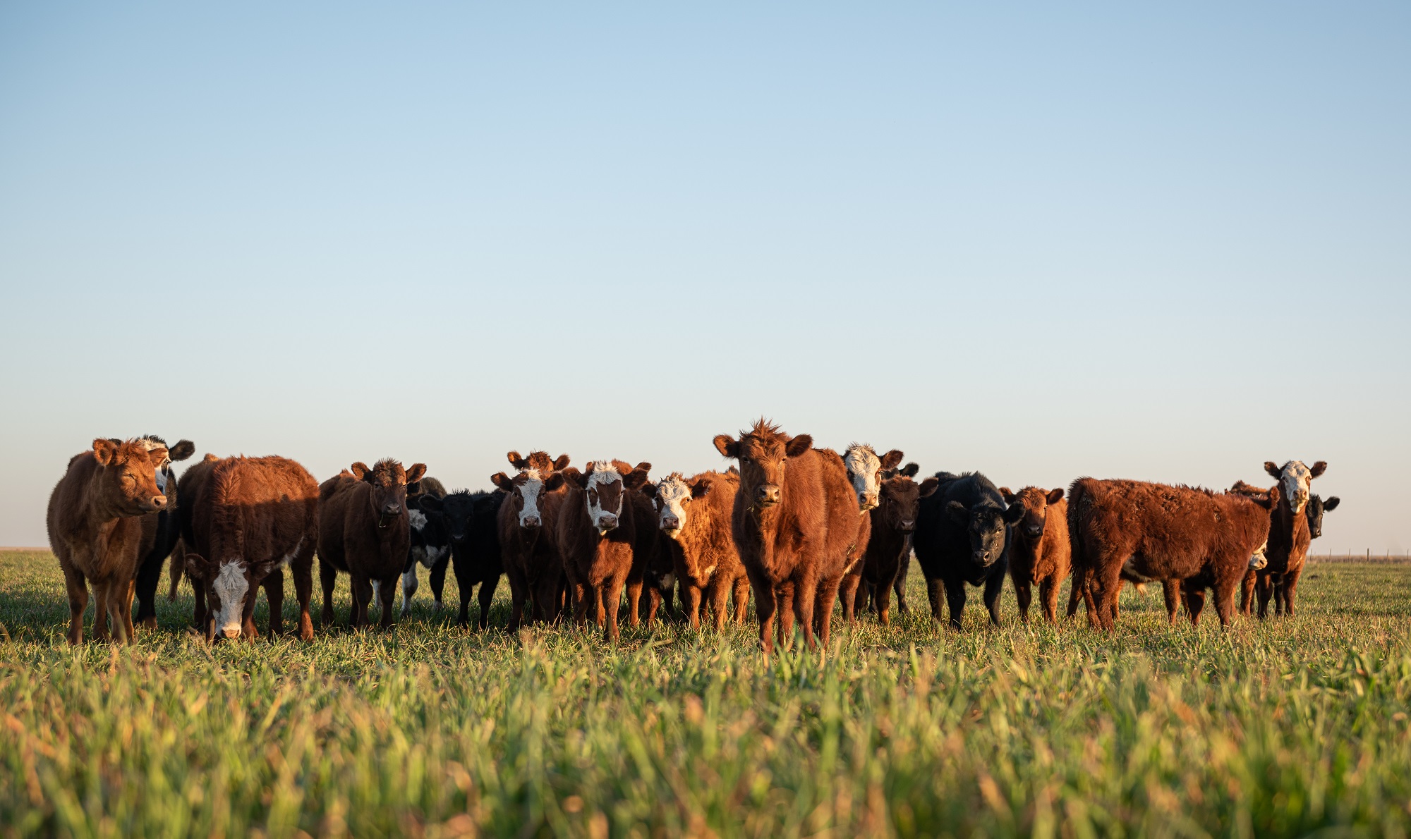 U.S. Roundtable for Sustainable Beef concludes meeting