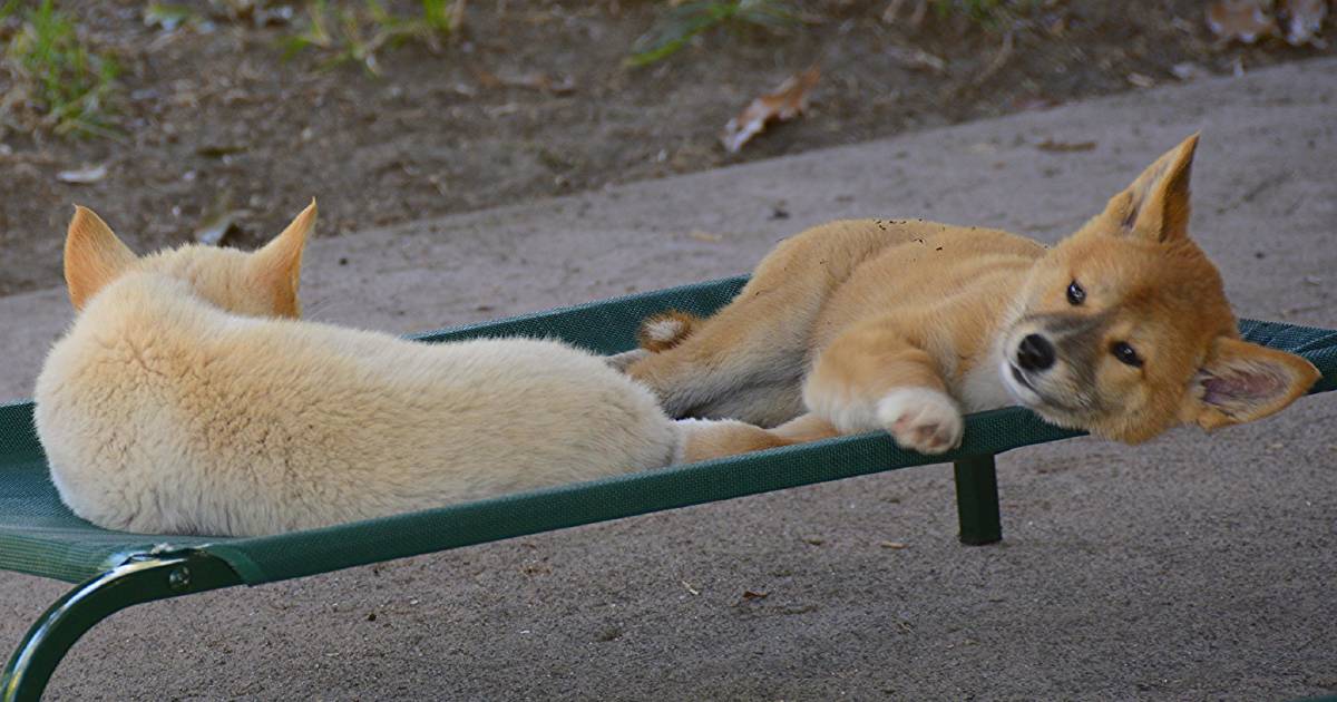 Concerns raised over new Indigenous dingo ‘management, conservation’ forum | Queensland Country Life