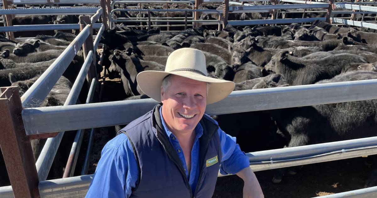 Tenterfield weaner steers sell to $1632