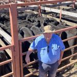 Day One Berridale Merino ewe competition| Photos