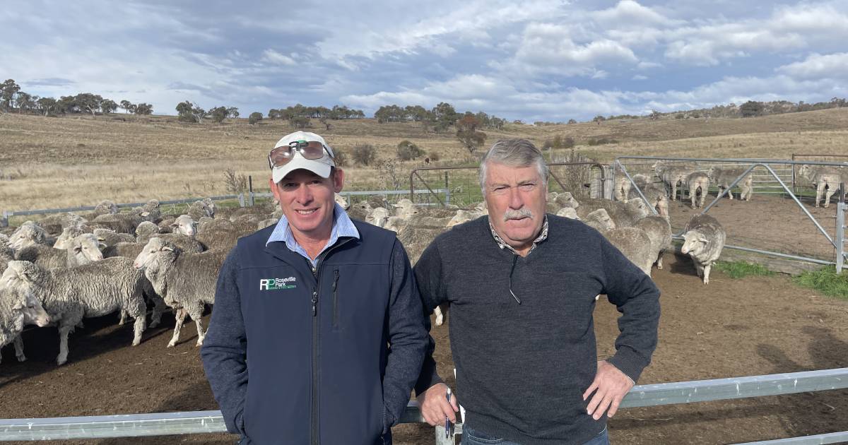 Second day Berridale ewe competition| Photos