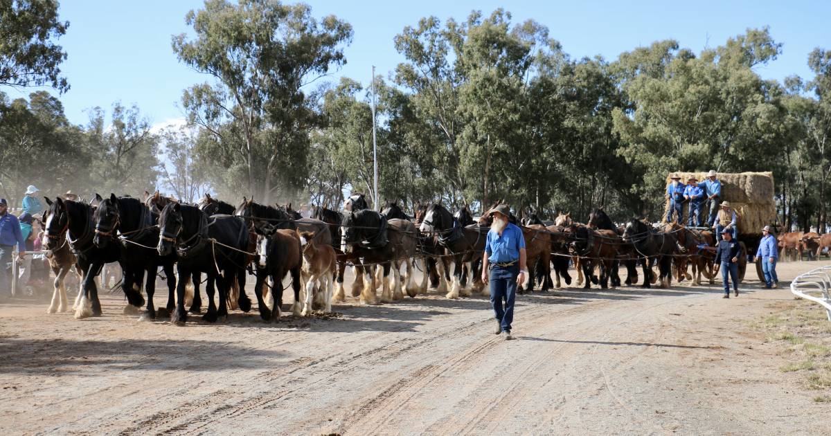 Recalling our bush heritage at Barellan | The Land