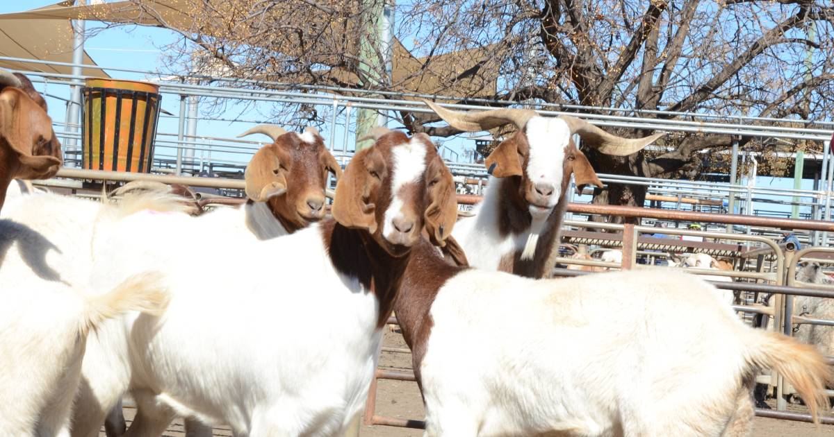 About 2000 goats yarded at Dubbo