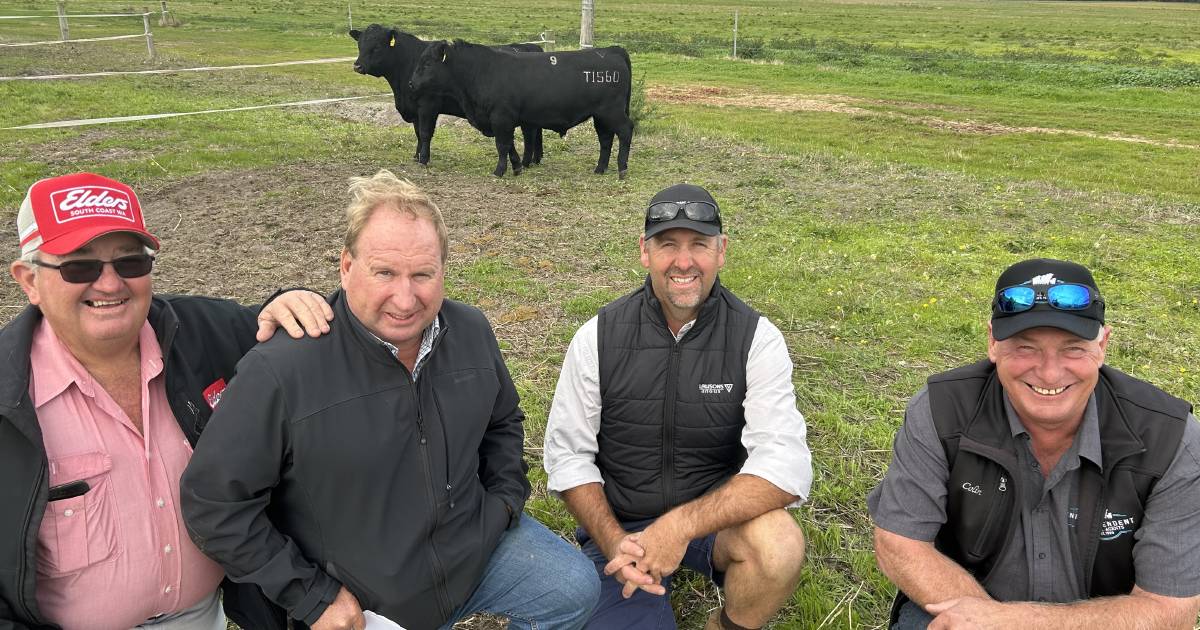 Lawsons Angus in demand at yearling bull sale | Farm Weekly