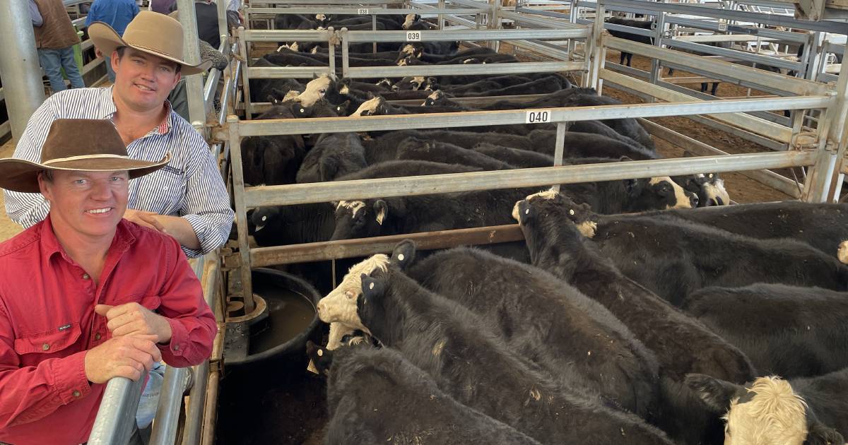 Quality Angus steers topping Tamworth store sale at $1320