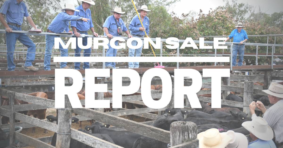 Steers sell for 376c at Murgon