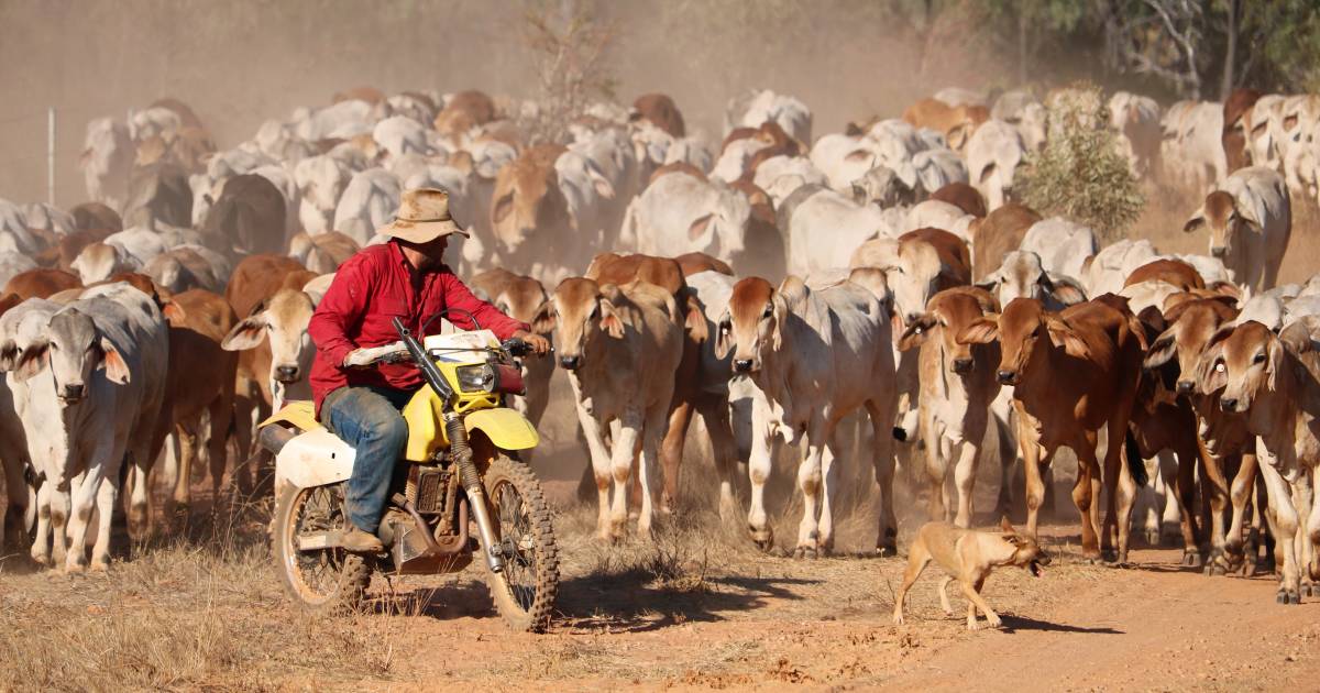 Queensland farmland hits $8119 per hectare average