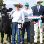 Angus PTIC heifers 500kg make $2040/head on AuctionsPlus | Queensland Country Life