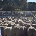 Big banks labelled as having a 'phobia of the bush' at Senate Inquiry