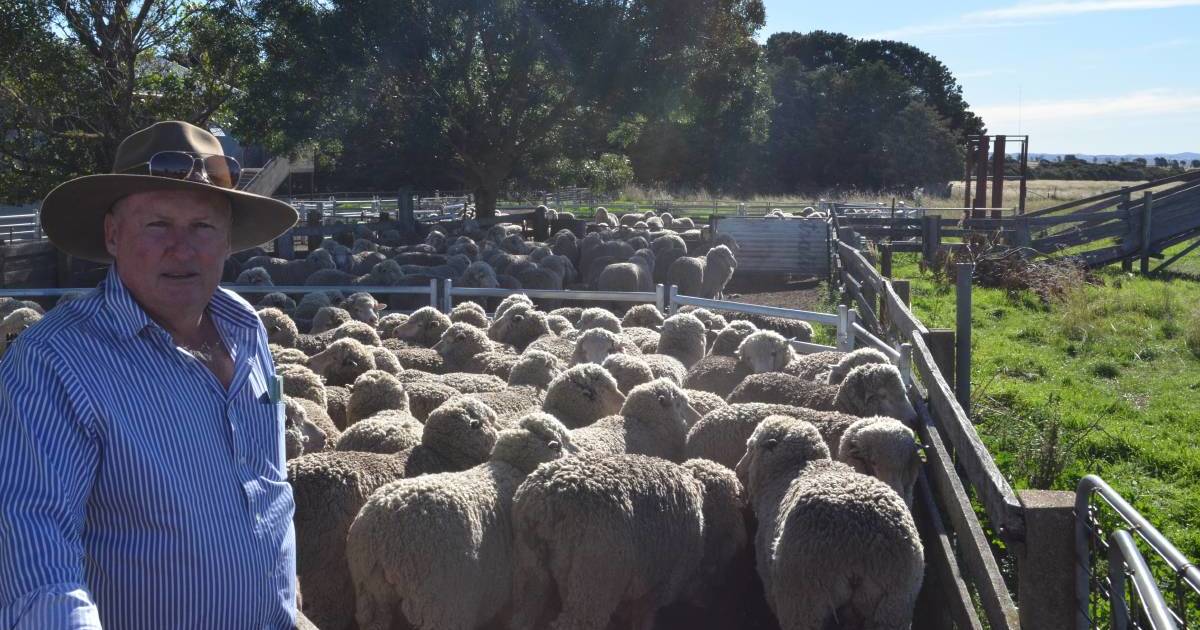 The purpose of Merino flock ewe competitions