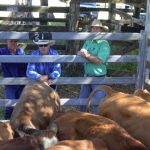 Carbon and nature provide revenue opportunities for landholders, conference