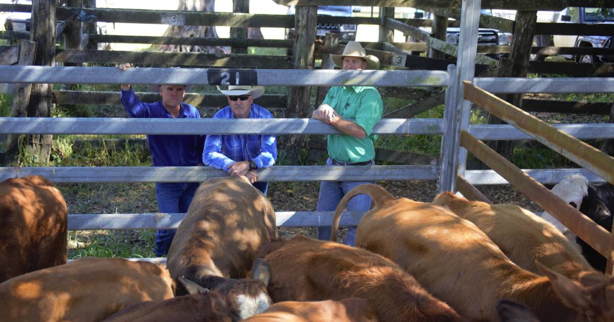 Simbrah steers crowned grand champion pen at Miriam Vale show and sale