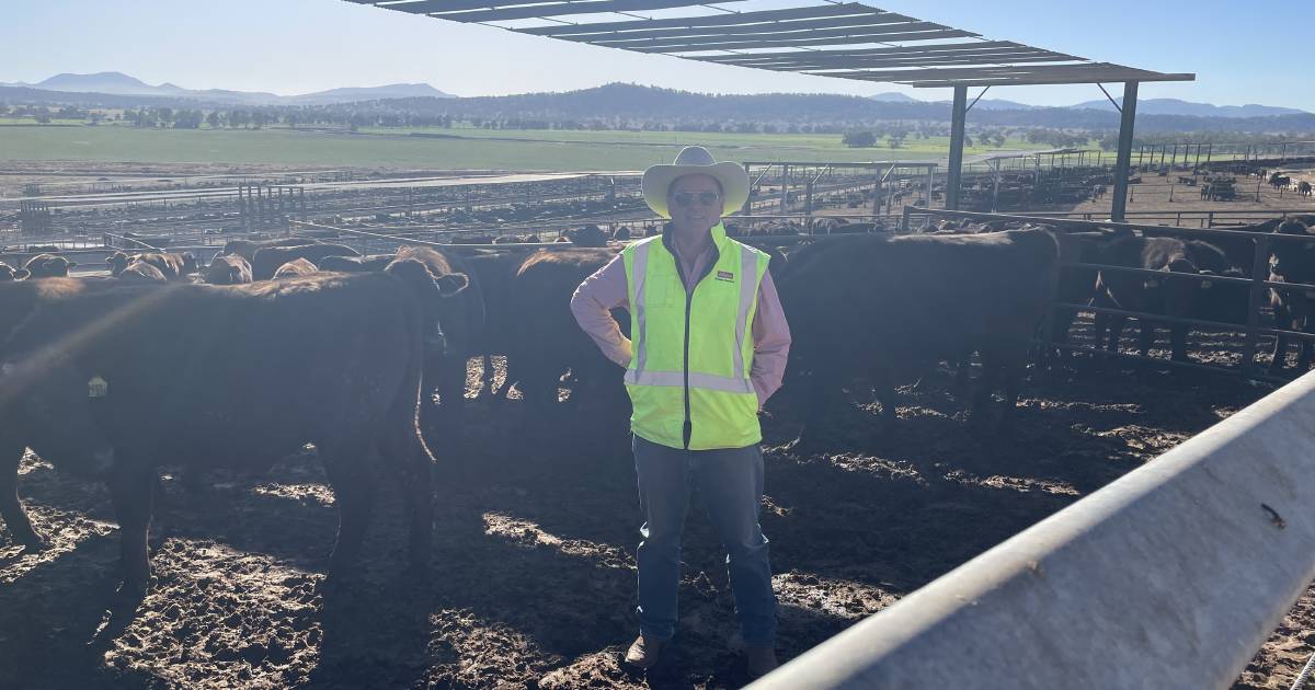 Feedlot staff shortages turns focus toward tech