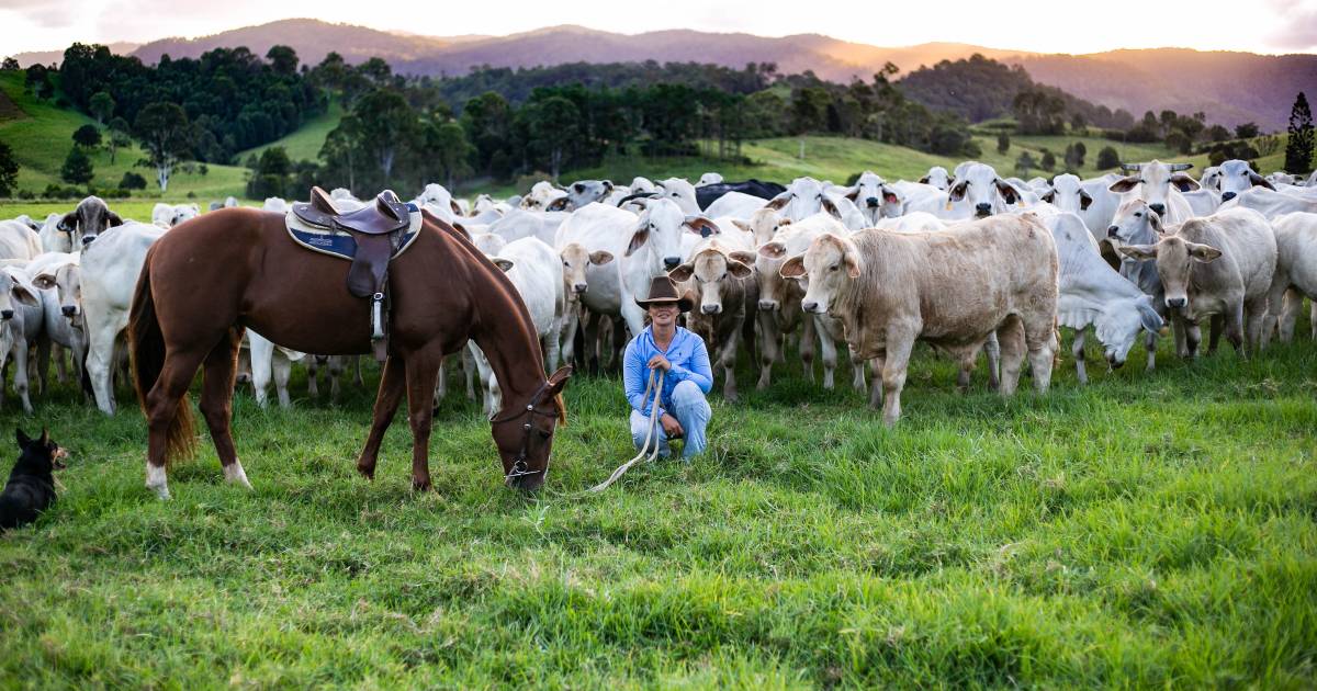 Long journey from NQ to Sunshine Coast Hinterland for top genetics