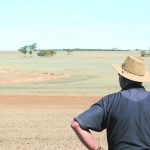 Sunflowers brighten up Monto highway