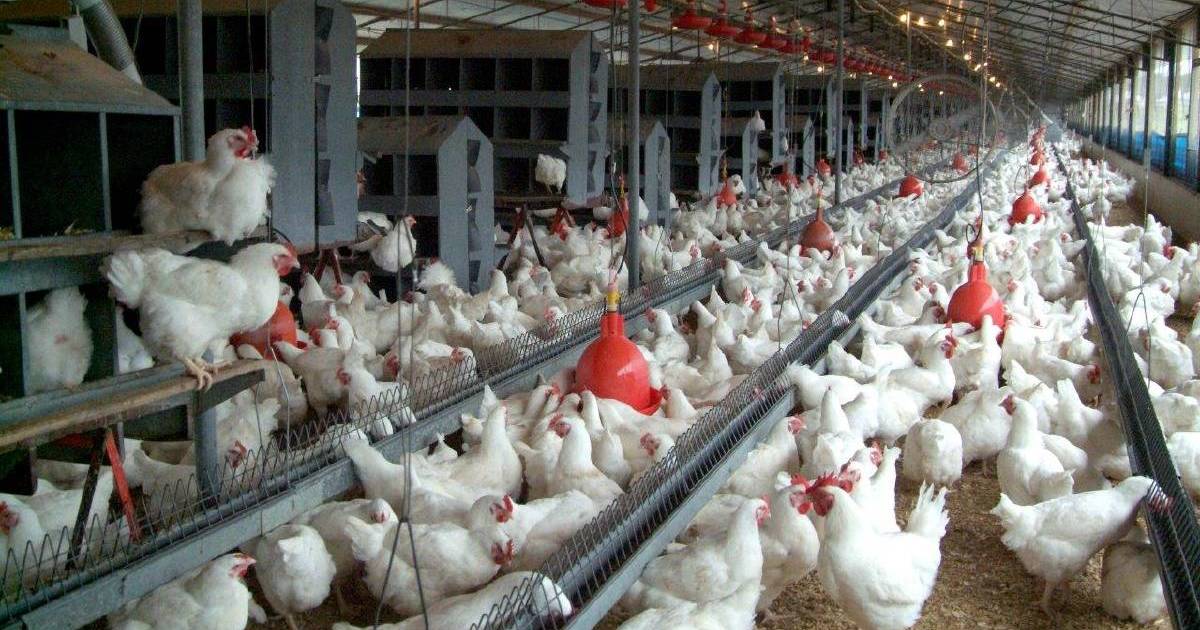 Project to grow long-term prosperity of Australia’s chicken meat industry | The Land