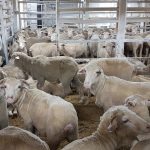 Dubbo sale 25 May 2023: Young cattle cheaper