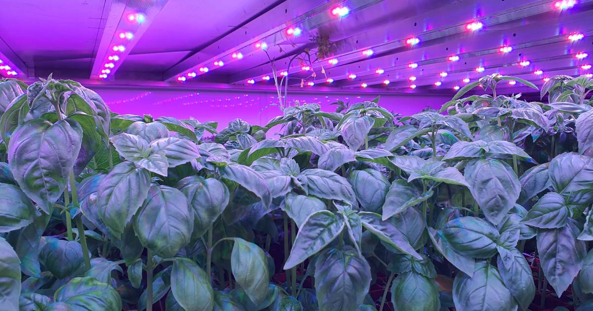 Vertical crop plans aim sky high