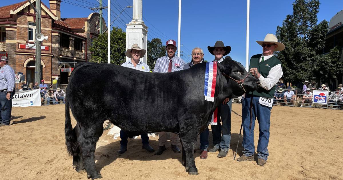 Casino Beef Week cattle results