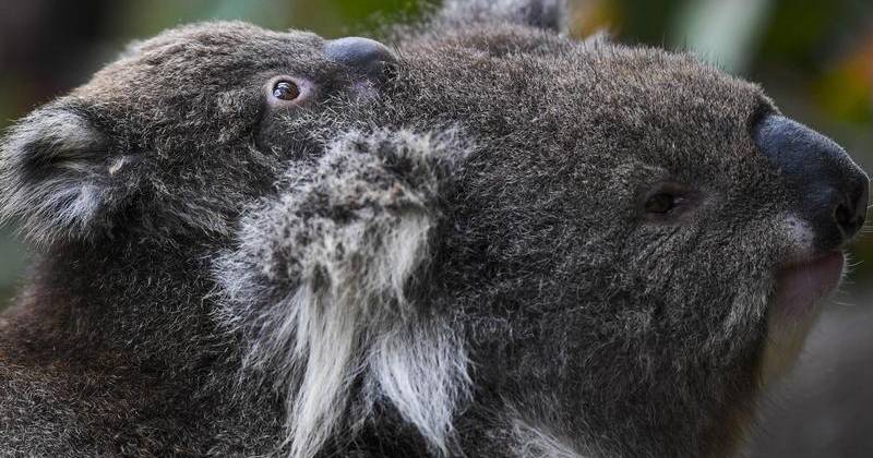 More room for koalas to spread out along the NSW north coast | The Land