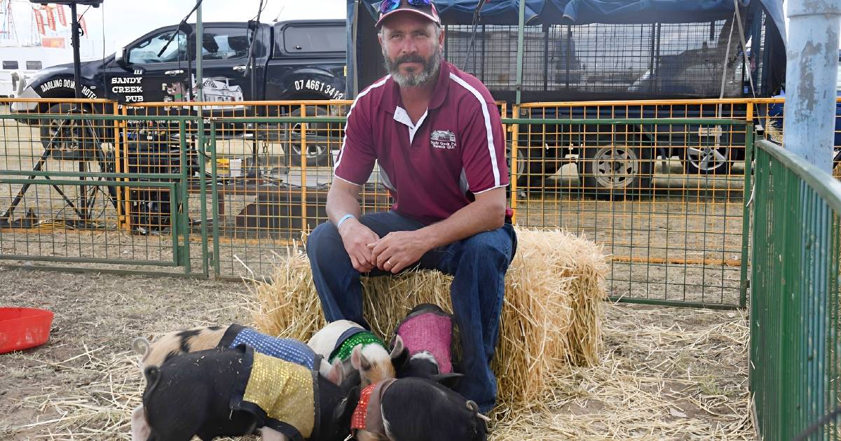 Racing pigs raising big money for charities from Bedourie, across Bass Strait and beyond