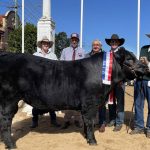 Competition for quality weaner steers at Beaudesert