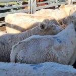 Limousin cross steers sell to a top of $1170 at Bega