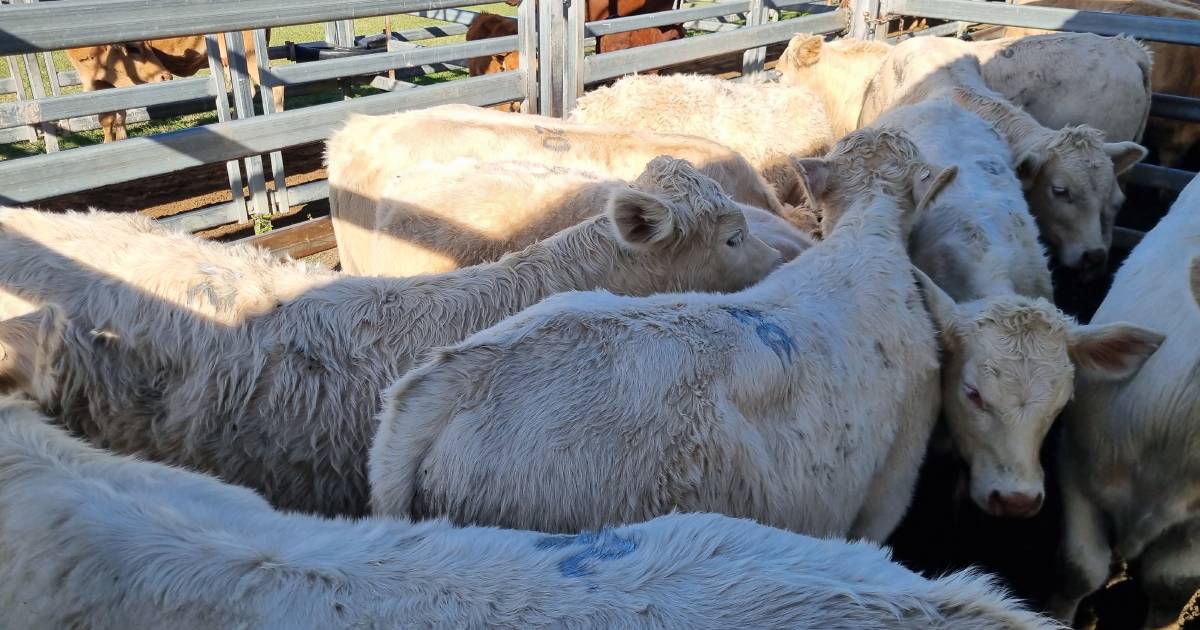 Competition for quality weaner steers at Beaudesert