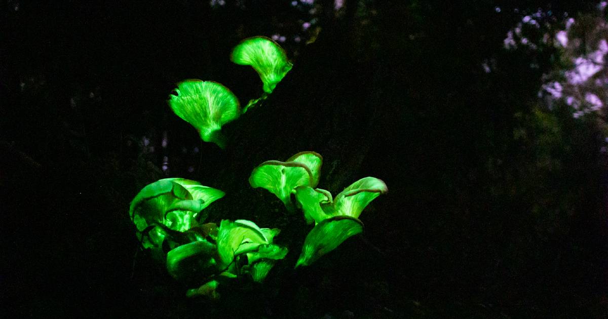 Glowing mushrooms are sprouting across our region – here's why