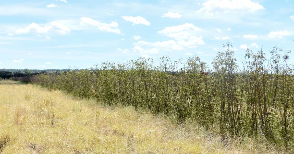 Climate scientist endorses leucaena in grazing systems thanks to methane mitigation