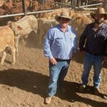 Positive signs for WA sheep and wool