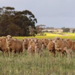 Nebo cattle market jumps